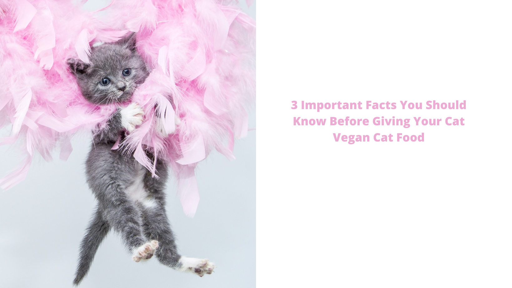 3 Important Facts You Should Know Before Giving Your Cat Vegan Cat Food