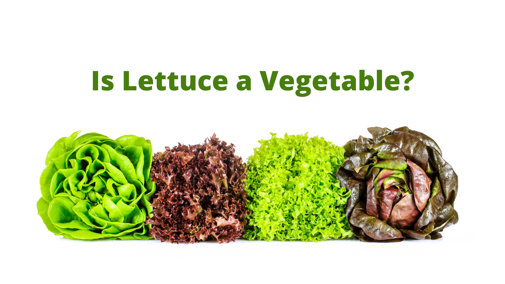 Is Lettuce a Vegetable Vegan Freaks