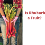 Is Rhubarb a Fruit?