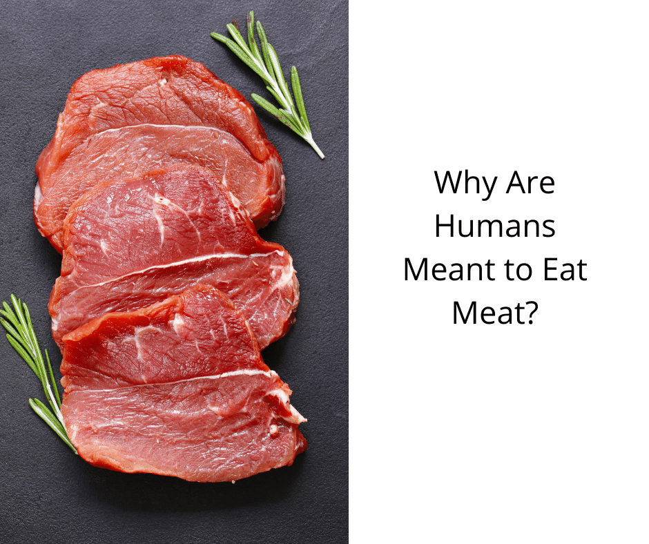 Why Are Humans Meant to Eat Meat?