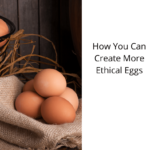 How You Can Create More Ethical Eggs