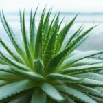 Is Aloe Vera a Plant?