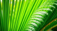 trusted rainforest palm oil certification