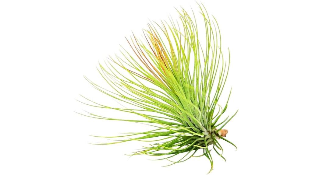 air plant trio set