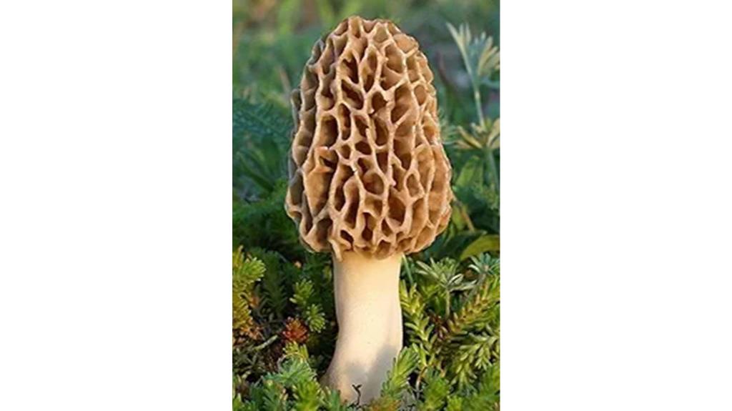 grow morel mushrooms home