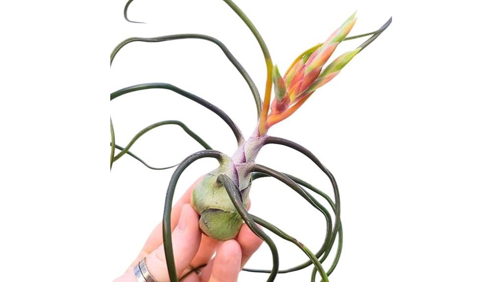 large bulbosa air plants