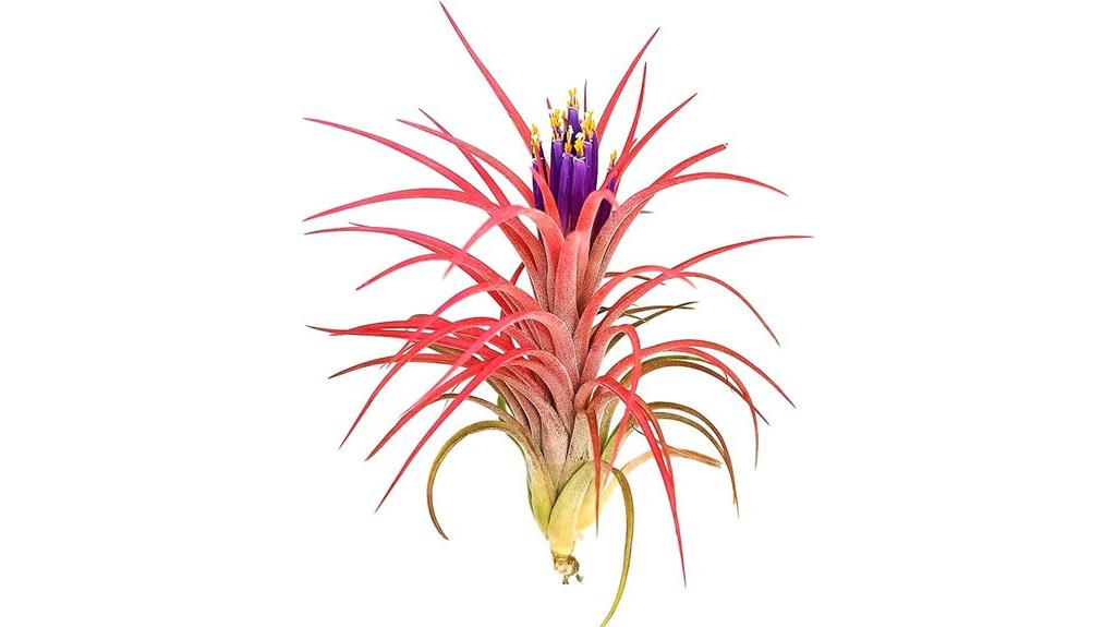 large victoriana air plants