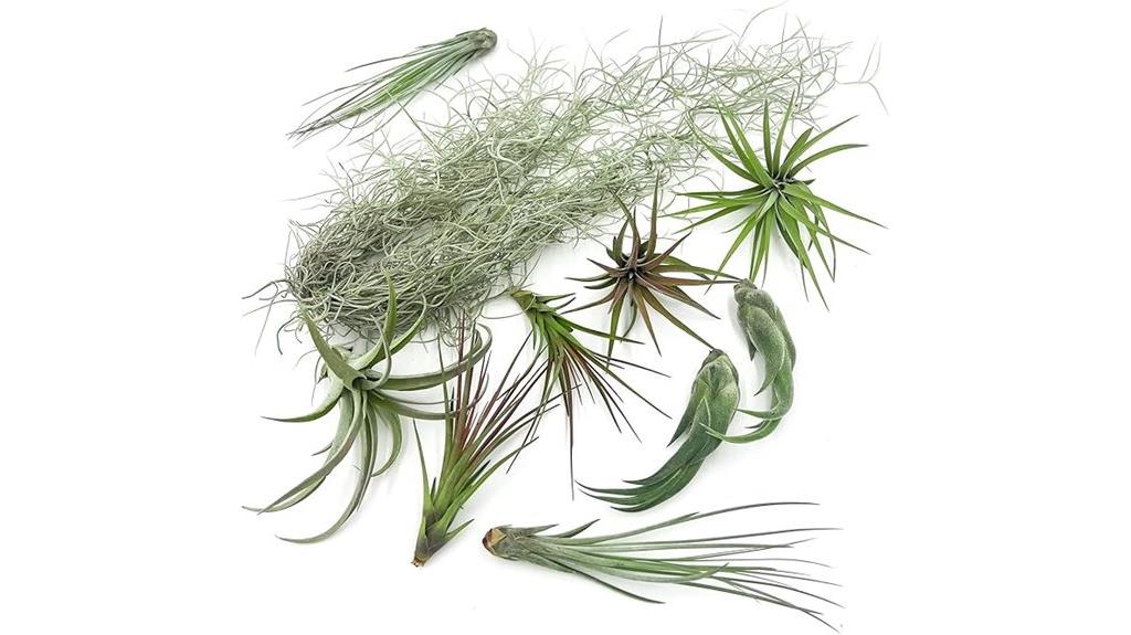 live air plants pack