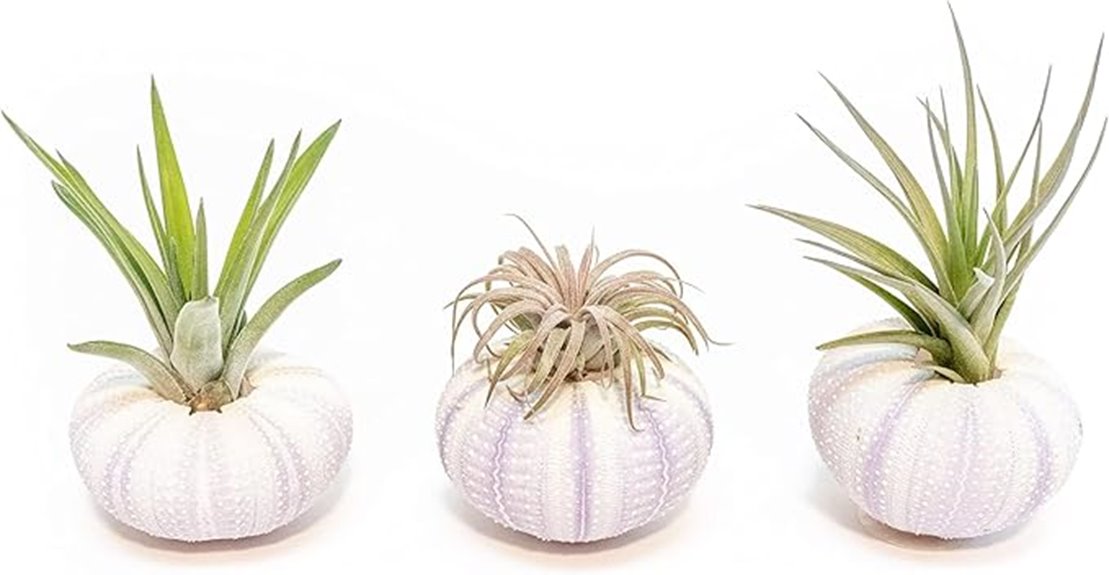 purple sea urchin air plant trio