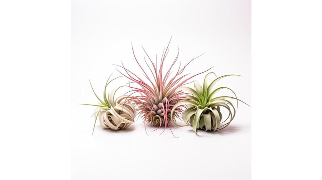 set of three air plants