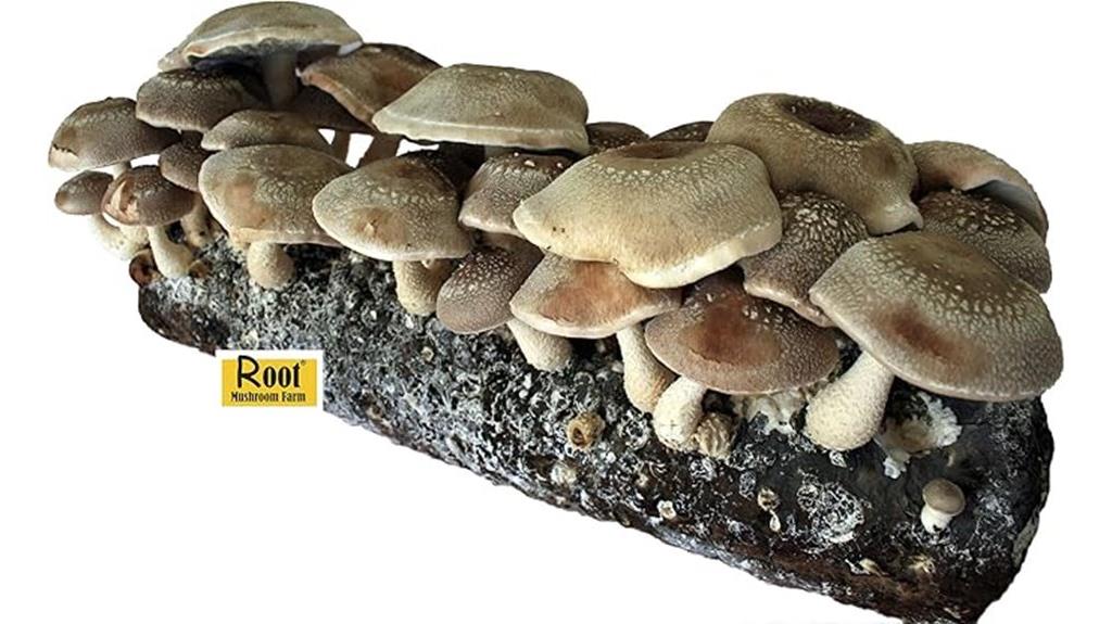 shiitake mushroom grow kit