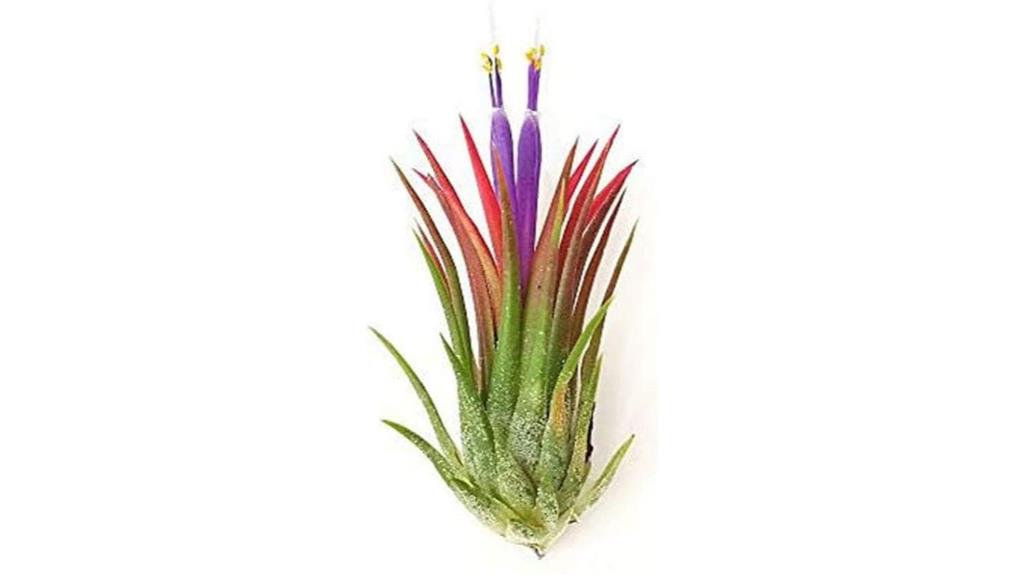 small ionantha rubra trio