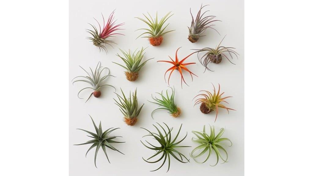 ten air plants pack