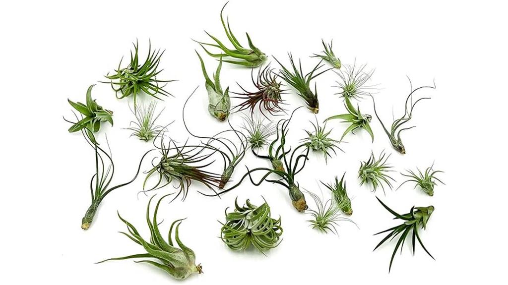 wholesale tillandsia air plants