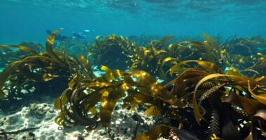 seaweed s role in sustainability