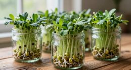sprouting jars enhance nutrition