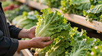 Taylor Farms Lettuce Cyclospora Outbreak